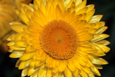 APII jpeg image of Xerochrysum bracteatum 'Princess of Wales'  © contact APII
