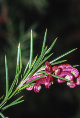 APII jpeg image of Grevillea 'Canberra Gem'  © contact APII