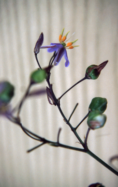 APII jpeg image of Dianella longifolia 'Peninsula Perfection'  © contact APII