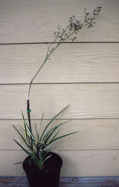 APII jpeg image of Dianella longifolia 'Peninsula Perfection'  © contact APII