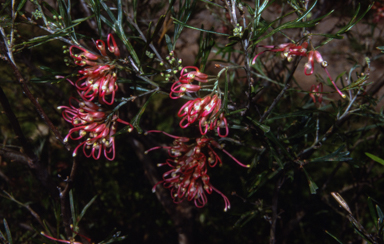 APII jpeg image of Grevillea 'Chatsworth Lorran'  © contact APII