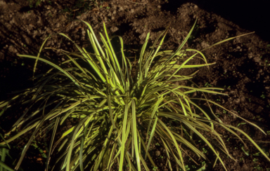 APII jpeg image of Lomandra longifolia  © contact APII