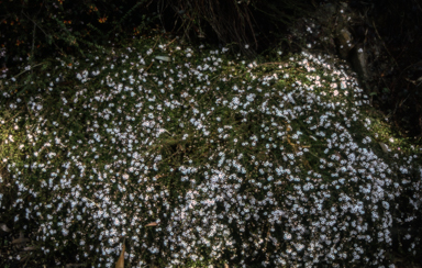 APII jpeg image of Baeckea ramosissima 'White Dazzler'  © contact APII