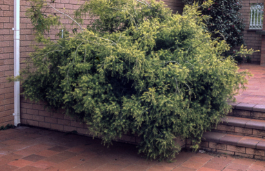 APII jpeg image of Melaleuca bracteata 'Golden Gem'  © contact APII