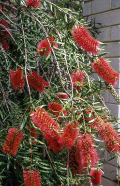 APII jpeg image of Callistemon 'Crimson Cascade'  © contact APII