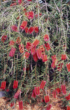 APII jpeg image of Callistemon 'Crimson Cascade'  © contact APII