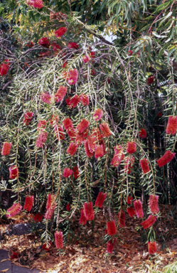 APII jpeg image of Callistemon 'Crimson Cascade'  © contact APII