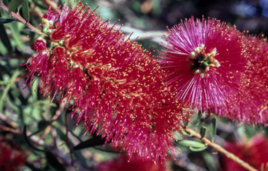 APII jpeg image of Callistemon 'Crimson Cascade'  © contact APII