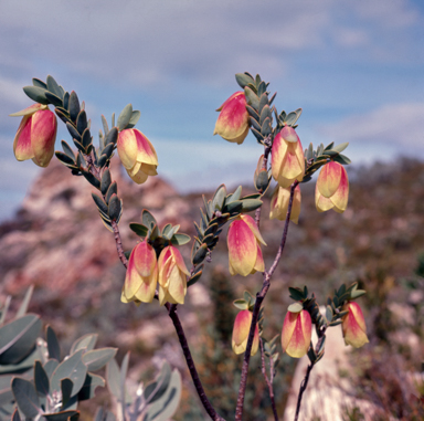 APII jpeg image of Pimelea physodes  © contact APII