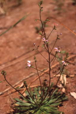 APII jpeg image of Stylidium inaequepetalum  © contact APII