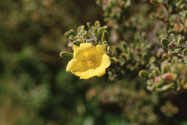 APII jpeg image of Hibbertia obtusifolia  © contact APII