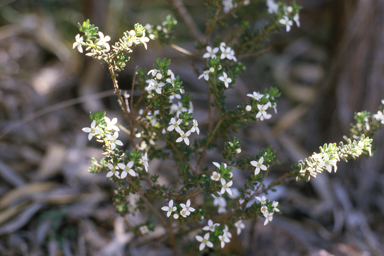 APII jpeg image of Zieria odorifera  © contact APII