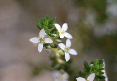 APII jpeg image of Zieria odorifera  © contact APII