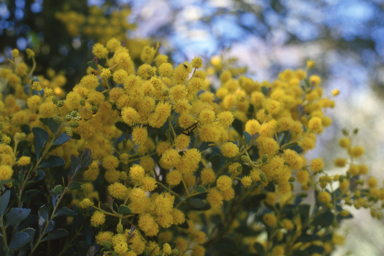 APII jpeg image of Acacia cultriformis  © contact APII