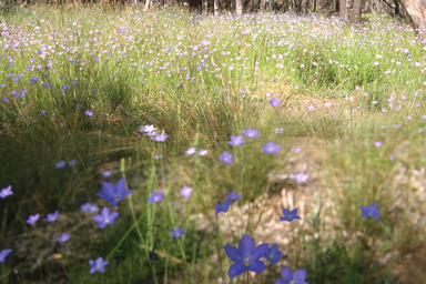 APII jpeg image of Wahlenbergia stricta  © contact APII