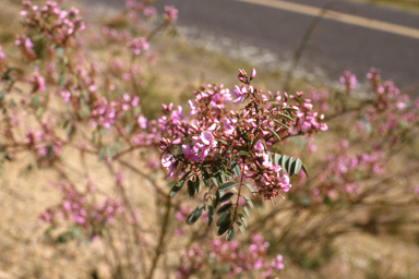 APII jpeg image of Indigofera australis  © contact APII