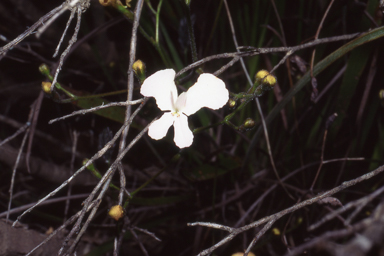 APII jpeg image of Stylidium caricifolium  © contact APII