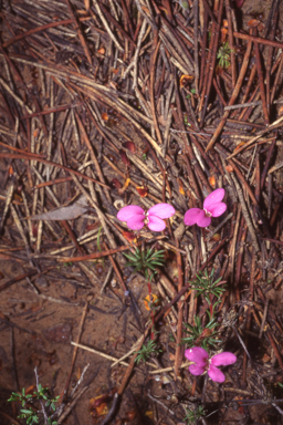 APII jpeg image of Stylidium bulbiferum  © contact APII