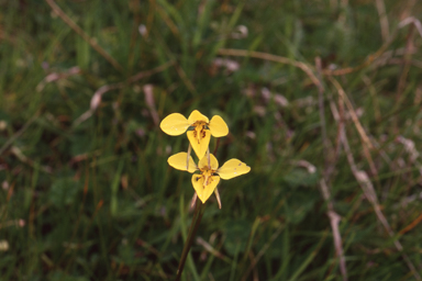 APII jpeg image of Diuris behrii  © contact APII