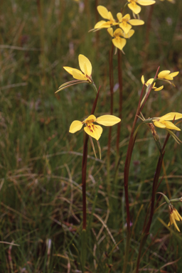 APII jpeg image of Diuris behrii  © contact APII