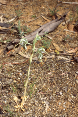 APII jpeg image of Pterostylis planulata  © contact APII