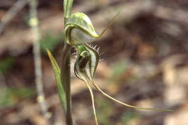 APII jpeg image of Pterostylis planulata  © contact APII