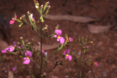 APII jpeg image of Stylidium inaequipetalum  © contact APII