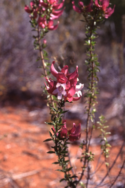 APII jpeg image of Prostanthera magnifica  © contact APII