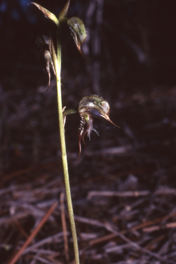 APII jpeg image of Pterostylis spathulata  © contact APII