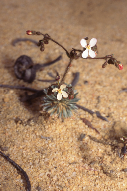 APII jpeg image of Stylidium arenicola  © contact APII