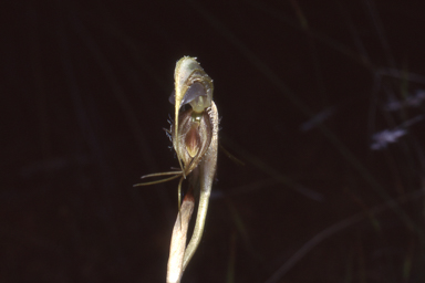 APII jpeg image of Pterostylis spathulata  © contact APII