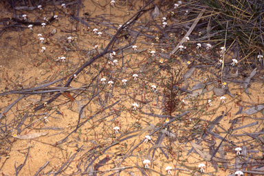 APII jpeg image of Stylidium choreanthum  © contact APII