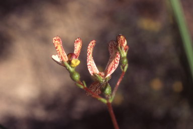 APII jpeg image of Stylidium schoenoides  © contact APII