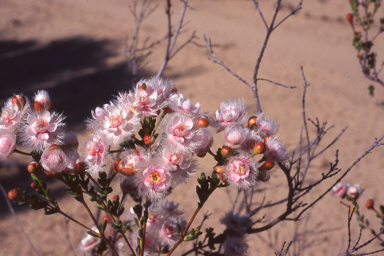 APII jpeg image of Verticordia insignis subsp. compta  © contact APII