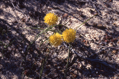 APII jpeg image of Conostylis petrophiloides  © contact APII