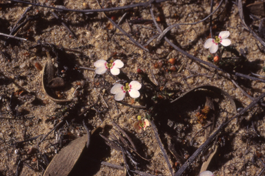 APII jpeg image of Stylidium perula  © contact APII