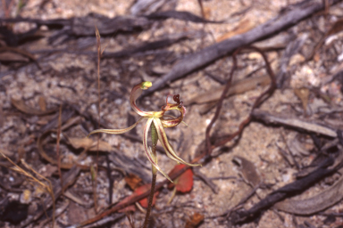 APII jpeg image of Caladenia mesocera  © contact APII