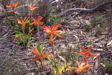 APII jpeg image of Anigozanthos humilis  © contact APII