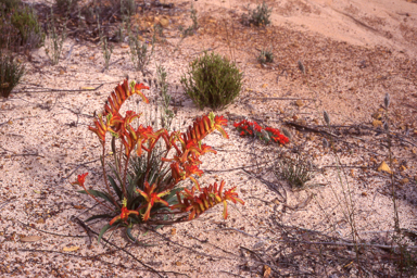 APII jpeg image of Anigozanthos humilis  © contact APII