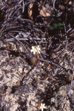 APII jpeg image of Drosera trichocaulis  © contact APII