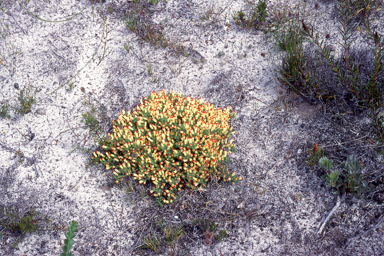 APII jpeg image of Lechenaultia tubiflora  © contact APII