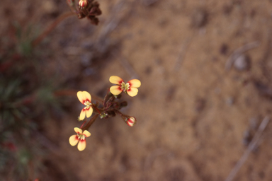 APII jpeg image of Stylidium dichotomum  © contact APII