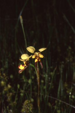 APII jpeg image of Diuris laxiflora  © contact APII