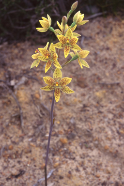 APII jpeg image of Thelymitra villosa  © contact APII