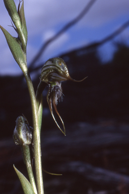 APII jpeg image of Pterostylis roensis  © contact APII