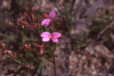 APII jpeg image of Stylidium assimile  © contact APII