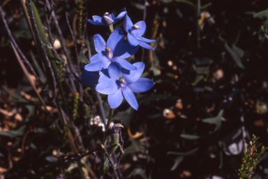 APII jpeg image of Thelymitra crinita  © contact APII