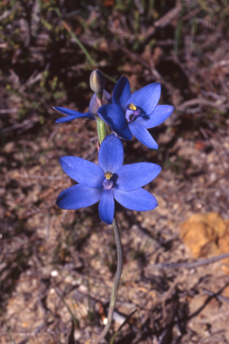 APII jpeg image of Thelymitra crinita  © contact APII