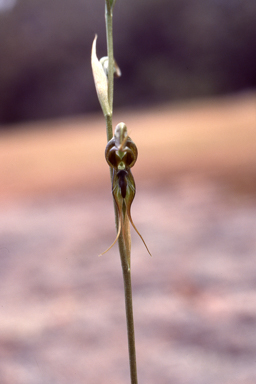 APII jpeg image of Pterostylis roensis  © contact APII