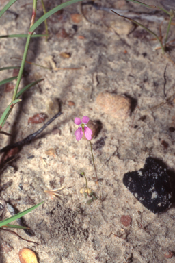 APII jpeg image of Stylidium longicornu  © contact APII